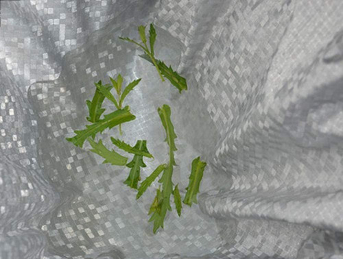 Carpa Funda Cubre Moto Impermeable Uv Peva(vinilo) + Algodon