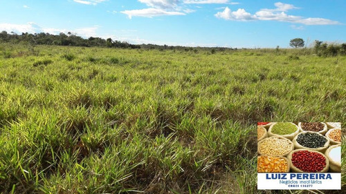 Imagem 2 de 12 de Fazenda À Venda Em Itacajá - T0 - De 230 Alqueirões (dupla Aptidão) - 1620