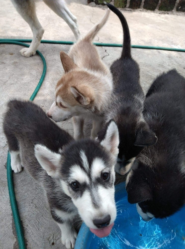 Cachorros Husky Macho