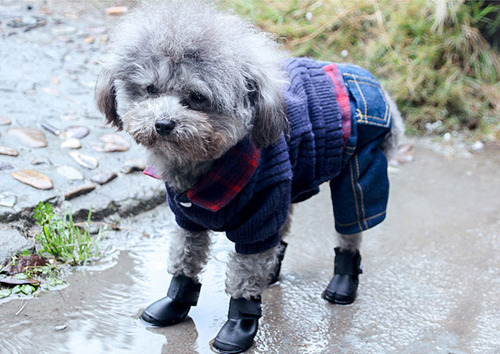 Botas De Silicona Para Perros Impermeables Antideslizantes