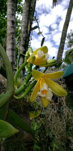 Orquidea Vainilla 