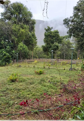 En Venta Hacienda La Aljorra Ubicada En La Parroquia Choroni Del Municipio Girardot Del Estado Aragua