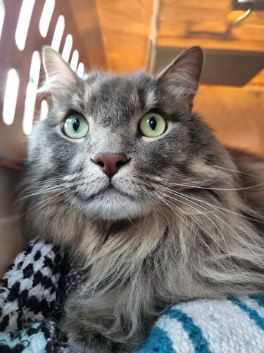 Gatitos Raza...... Nebelung....