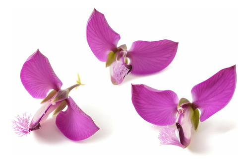 Planta Polygala Rosada 25 Cm Gratis A R . M Pack X2