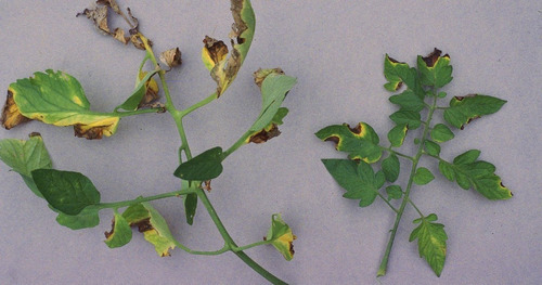 Dioxido De Hidrogeno, Fungicida Agricola 1 Litro