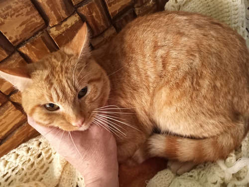 Gatito Bengalie Cruza Con Maine Coon Anaranjado 