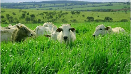 20kg Semillas De Pasto Brachiaria Brizantha X Ruziziensi Gan