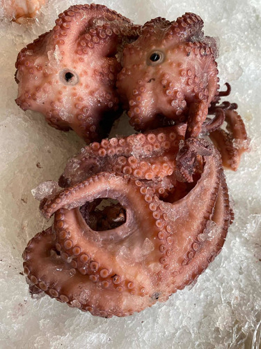 Pulpo Cocido (octopus Maya) Suave Listo Para Preparar 1kg