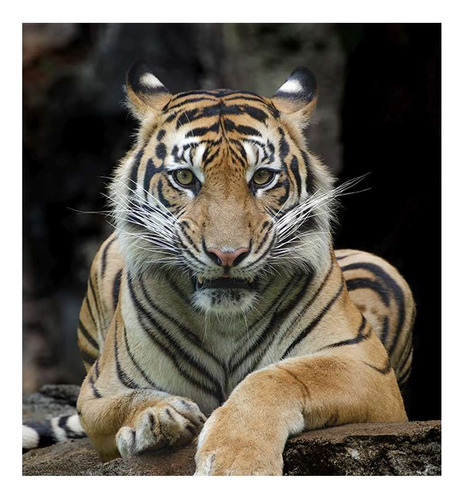 Vinilo 20x20cm Felinos Tigre Selva Zoologico Frente