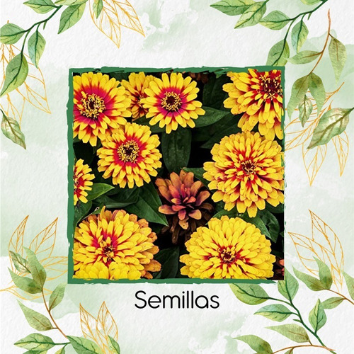 800 Semillas De Flor Zinnia Haageana + Obsequio Germinación