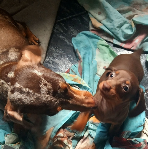 Imagen 2 de 4 de Daschund Arlequin Chocolate