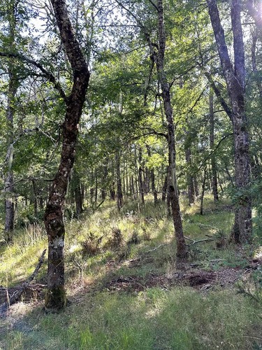 Parcela En La Precordillera Malalcahuello