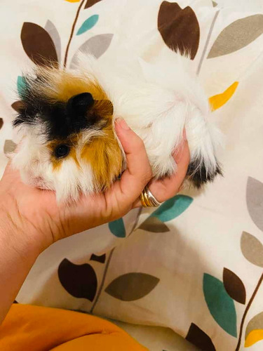 Porquinho Da Índia