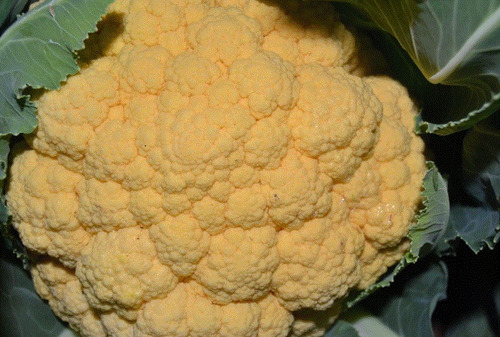 100 Semillas De Coliflor Naranja + Instructivo