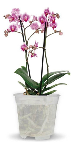 Maceta Para Orquideas Florus Orchidpot 17cm Diametro