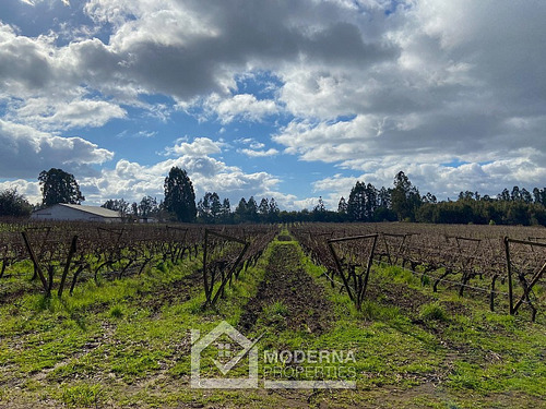 Campo 964 Ha. Con Uva, Forestal Y Forraje