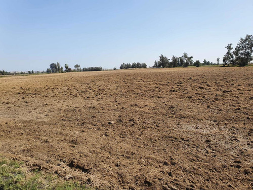 Imagen 4 de 11 de Terreno Agrícola En Pisco - San Clemente Ocasión De Venta