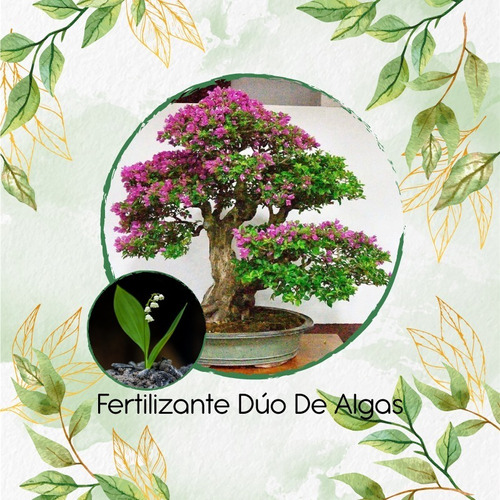 Combo De Abono Orgánico De Algas Para Bonsái Tabebuia Rosea