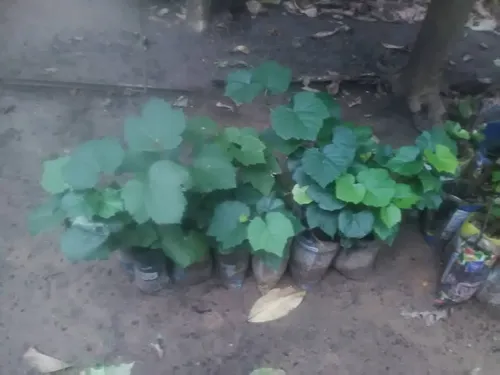 Plantas De Uva Morada Criolla