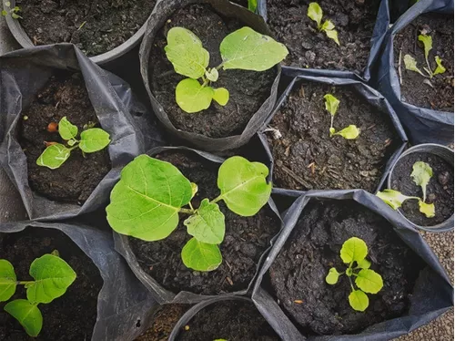 200 Semillas Lavanda Para Maceta Con Kit De Germinación