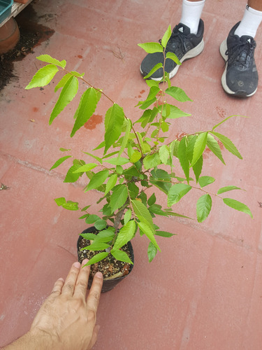 Planta De Zelkova Serrata