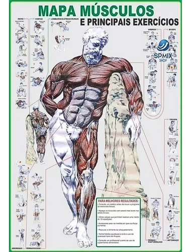 Mapa Músculo Exercício Academia Treino Corpo Humano Enrolado