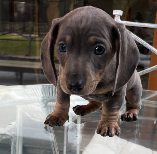 Perritos Salchicha Dachsund Isabella Y Blue Exótico
