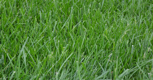 1/2 Kg Semilla Importada De Pasto Poa Pratensis - Pasto Azul