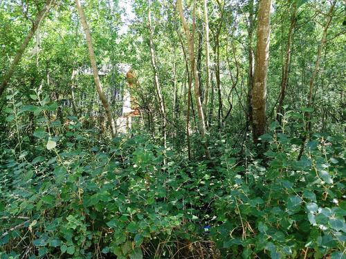 Imagen 2 de 4 de Mar Azul Lote Forestado Con Alamos