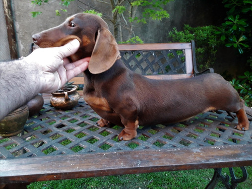 Dachshund Mini Con Pedigrí Salchichas Mini Machos