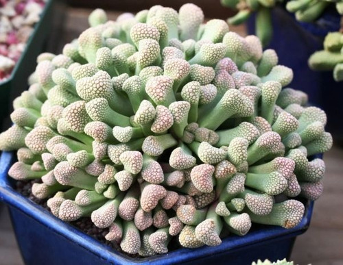 Imagem 9 de 10 de Suculenta Titanopsis Mix Cacto Pedra Lithops Sementes