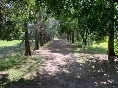 Imagen 7 de 30 de Campo En Venta En Bavio | Ruta 11 E/el Pino Y Km.42 (bavio) 19 Has