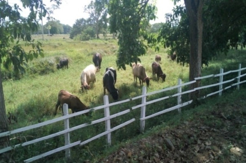 Imagen 10 de 14 de Venta Finca Los Apamates Boca De Aroa Piscina Cod. 426996 Cesar Laurentin