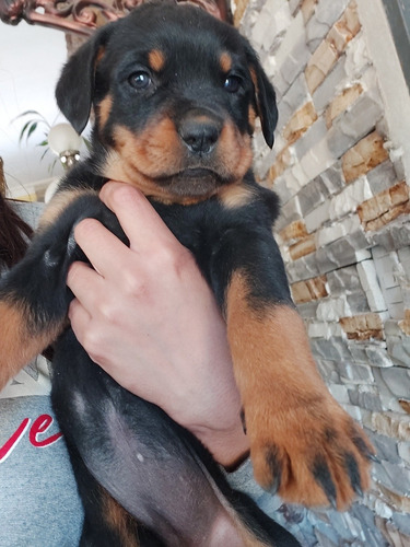 Imagen 4 de 5 de Vendo Hermosos Cachorros Rottwailer