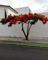 Comprar Delonix Regia, Framboyán O Tabachín, 15 Semillas, Mp