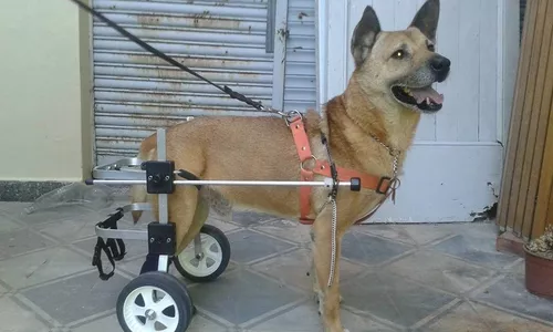 Carrito Para Perros Grandes Petwheels - Reforzado - Stock