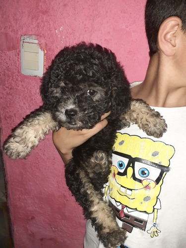 Imagen 7 de 9 de Caniche Toy Negras