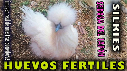 Silkie 6 Huevos Fértiles De Gallina Sedosa Original Sedoso (Usado)