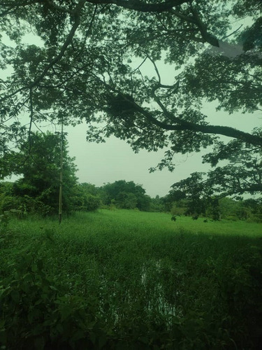 Imagen 10 de 15 de Se Vende Extraordinaria Finca De 1.237 Has. Silvopastoril Y Manufacturera Con Mucho Potencial Representada Por Persona Juridica