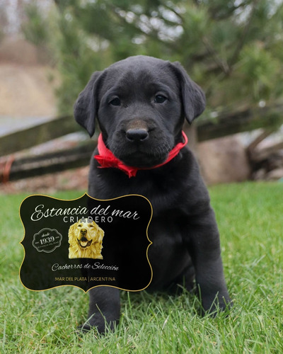 Labrador  100% Puros Preciosos  - Estancia Del Mar