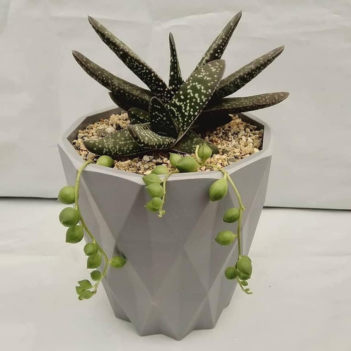 Imagen 5 de 8 de Regala Vida, Bellas Suculentas, Plantas, Maceta Decorativa
