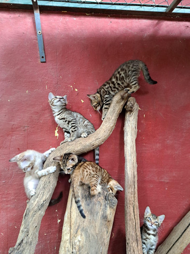 Gatito Bengal- Bengali- Bengal No Siames/exotico/persa