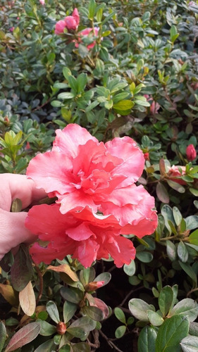 Azalea Azalea Japonica, Azalea Indica, Azalea Hybrida 5lts