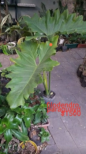 Planta Filodendro Paraguayo