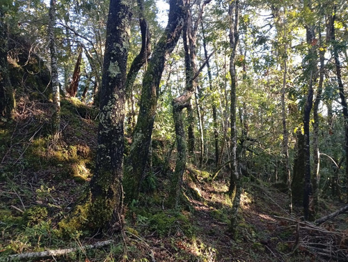 Venta Parcela Bosque Pucón Los Nevados