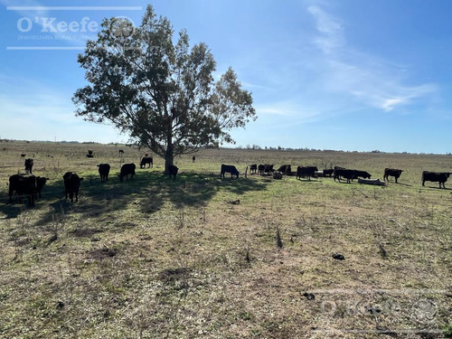 Campo En Venta 133 Has En Magdalena - Mixto.