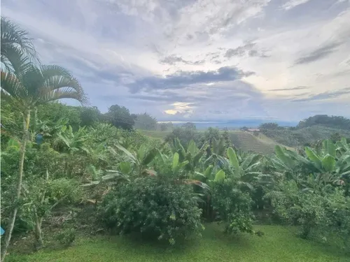 Finca De 3 Cuadras En Venta A 15 Minutos De Calarcá