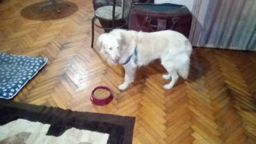 Imagen 9 de 10 de Guardería Y Pensión Canina El Perrito Rojo