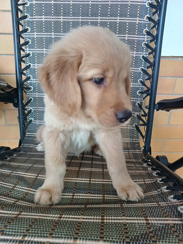 Pra Quem Ama Golden Retriver, Tenho Um Machinho De 54 Dias