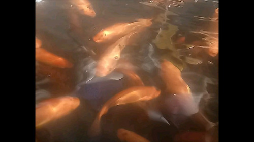 Imagen 6 de 8 de 25 Alevines De Tilapia Roja